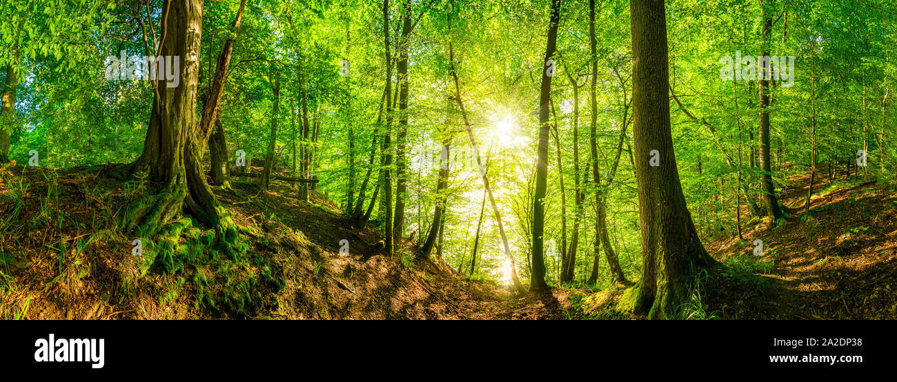 Wald Panorama mit leuchtender Sonne Stock Photo