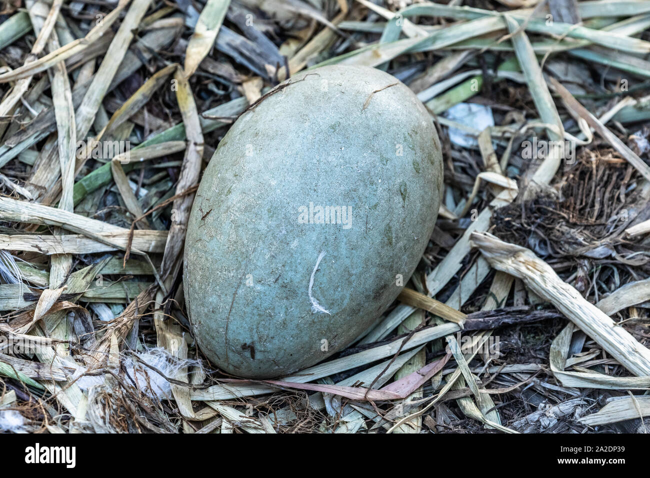 A single mute swan egg on a nest Stock Photo Alamy