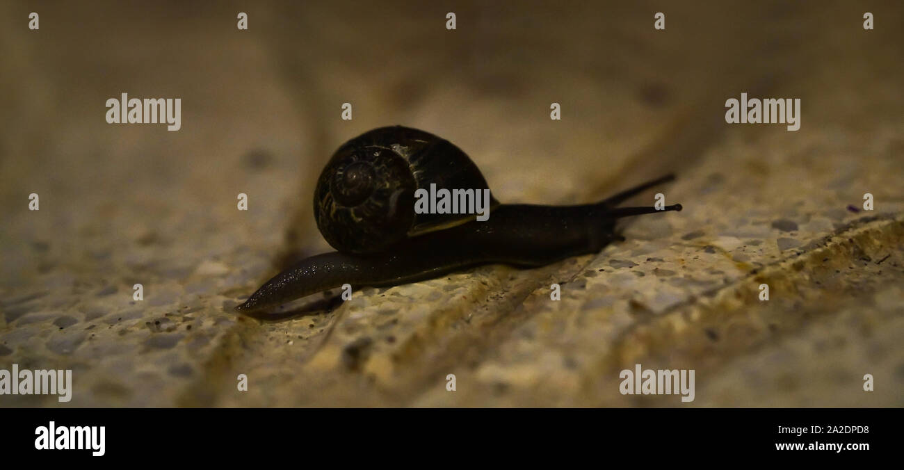 Black snail with a shell crawling on a stone slab Stock Photo