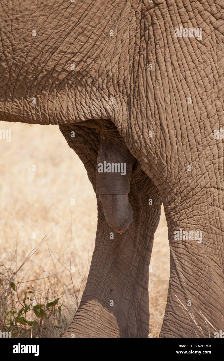 African elephant's prehensile penis. Stock Photo