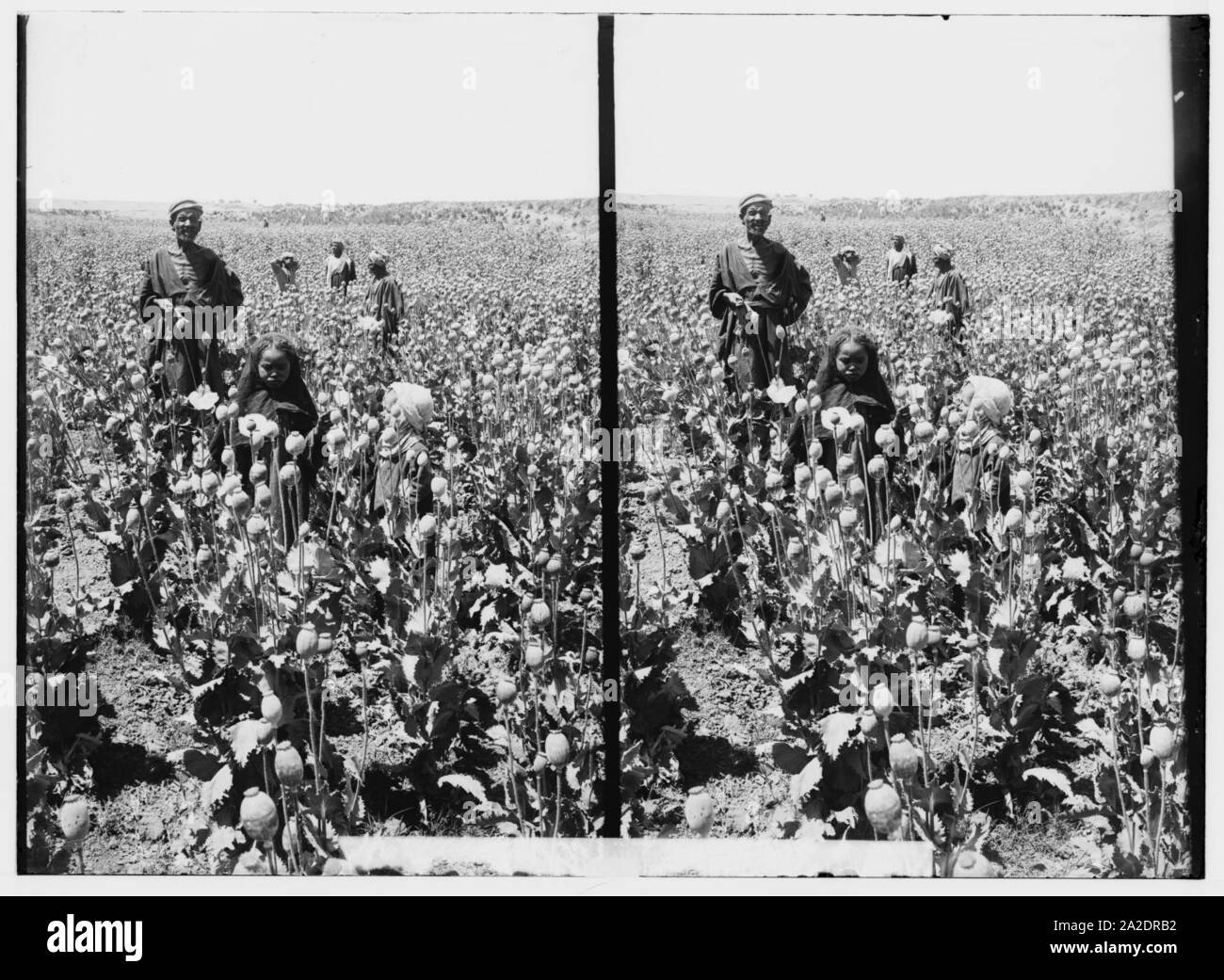 Egyptian characters, etc. Gathering opium from seed pods of the poppy Stock Photo