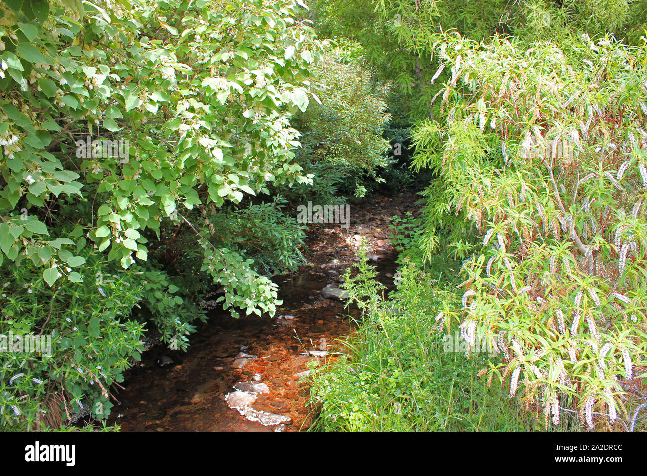 In the thick forest hi-res stock photography and images - Alamy