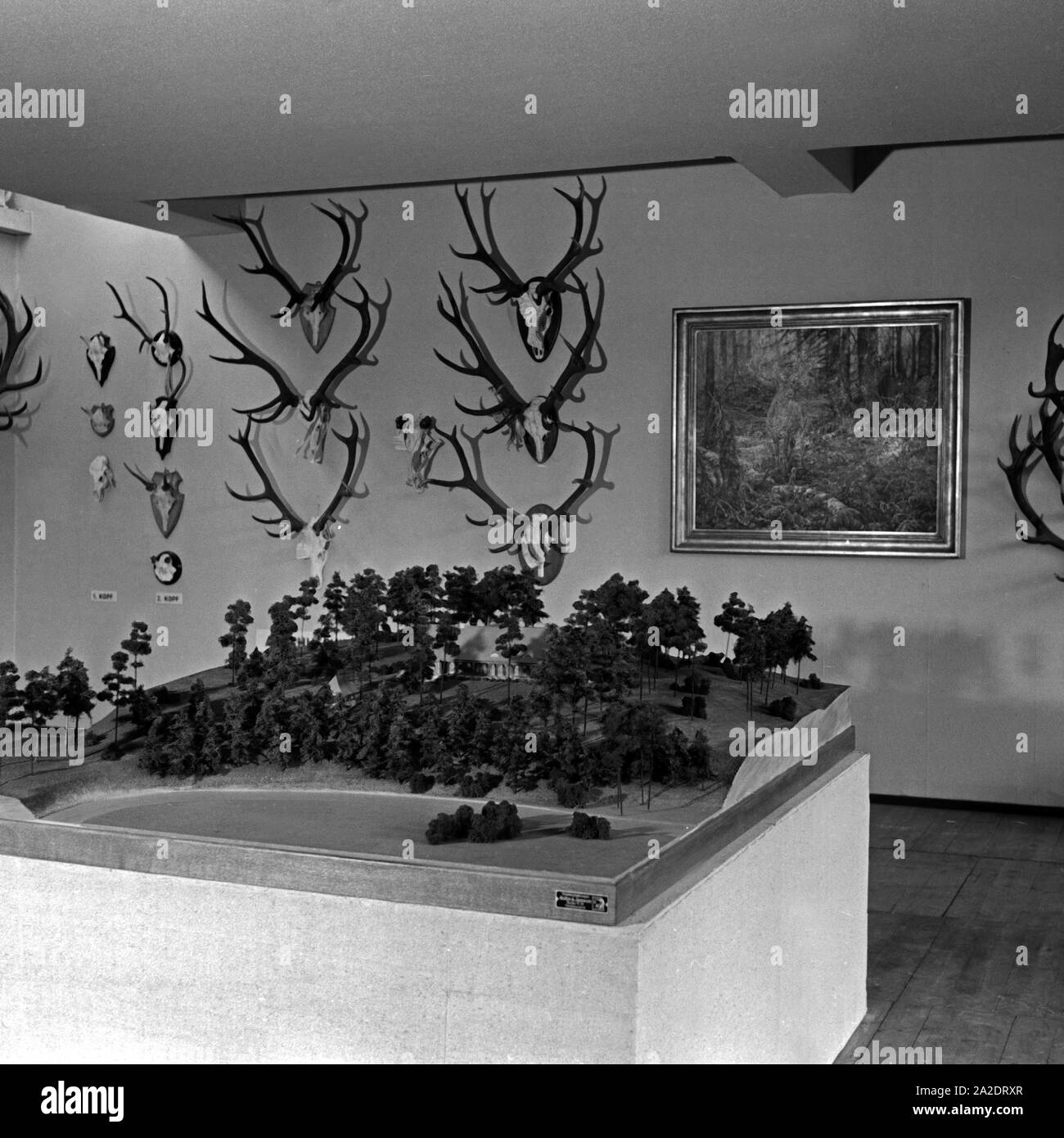 Sammlung von kapitalen Hirschgeweihen seit 1922 auf der Internationalen Jagdausstellung Berlin 1937, Deutschland 1930er Jahre. Collection of big deer antlers at the International hunting exhibition in Berlin 1937, Germany 1930s. Stock Photo