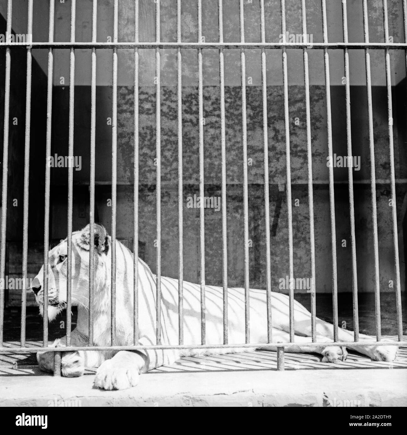 Am Löwenkäfig im Zoo, Deutschland 1930er Jahre. Lion at its cage at the zoo, Germany 1930s. Stock Photo