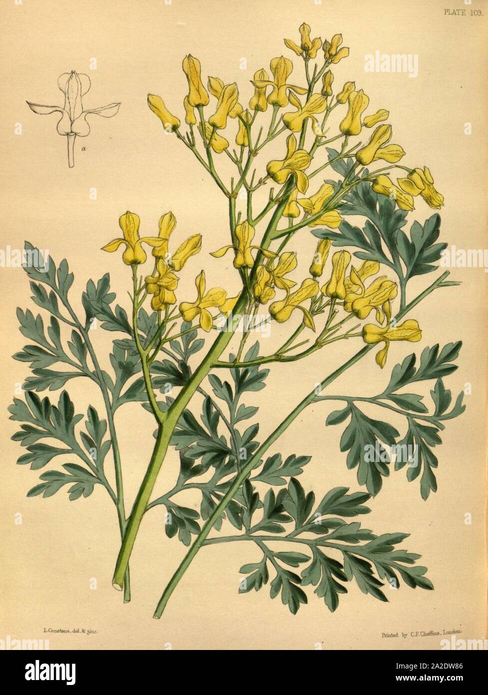Ehrendorferia chrysantha Paxton 103. Stock Photo