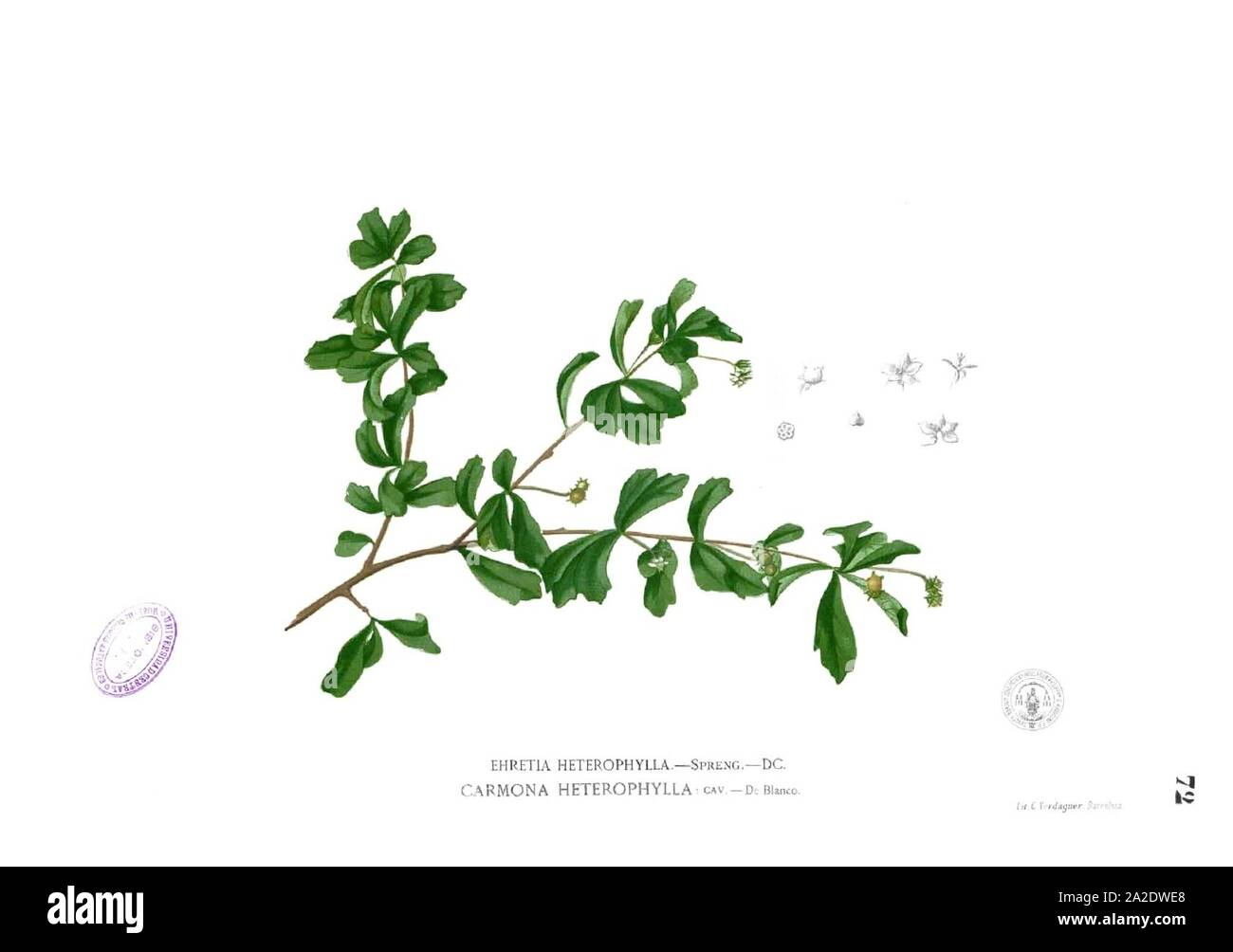Ehretia buxifolia Blanco1.72. Stock Photo