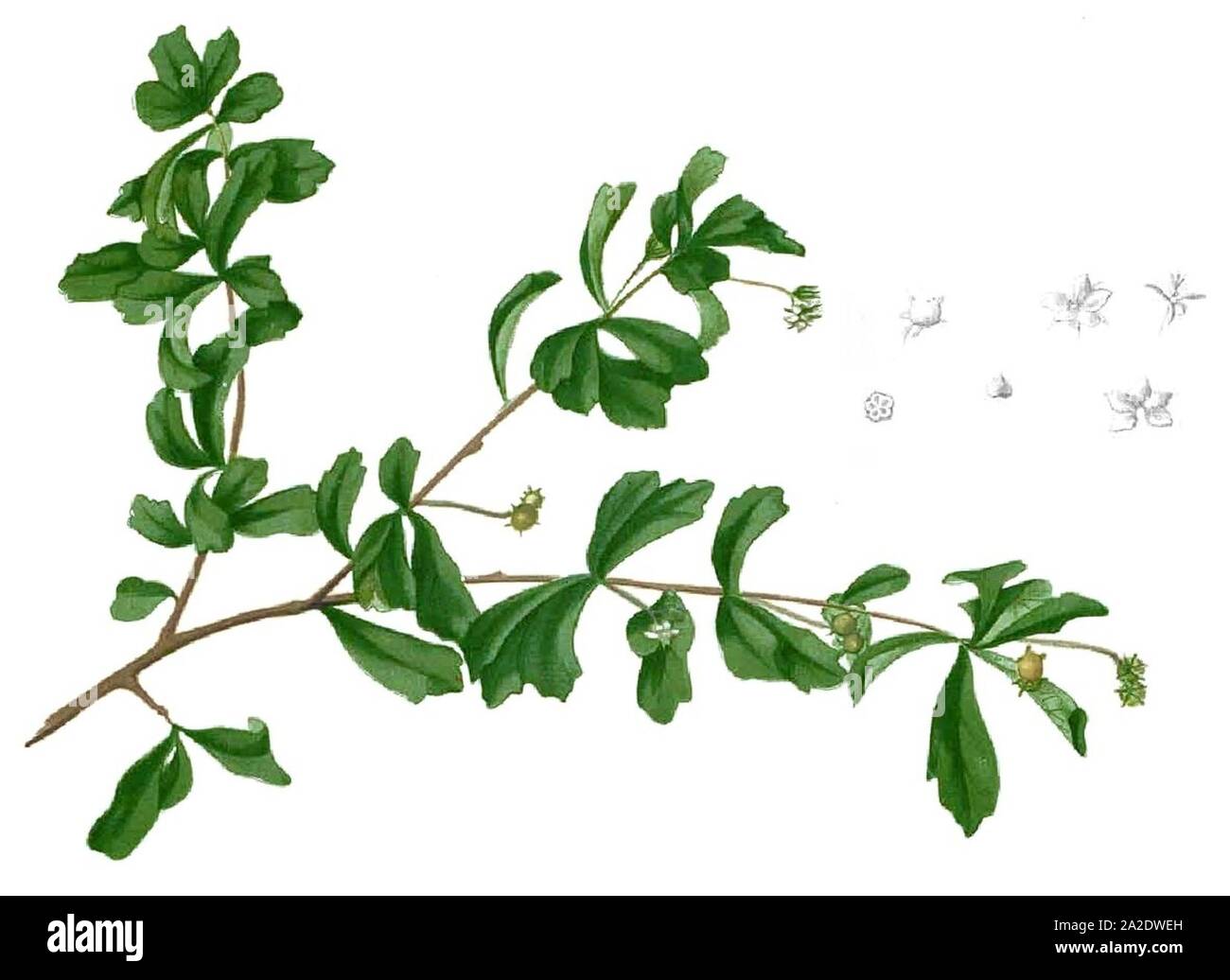 Ehretia buxifolia Blanco1.72-cropped. Stock Photo