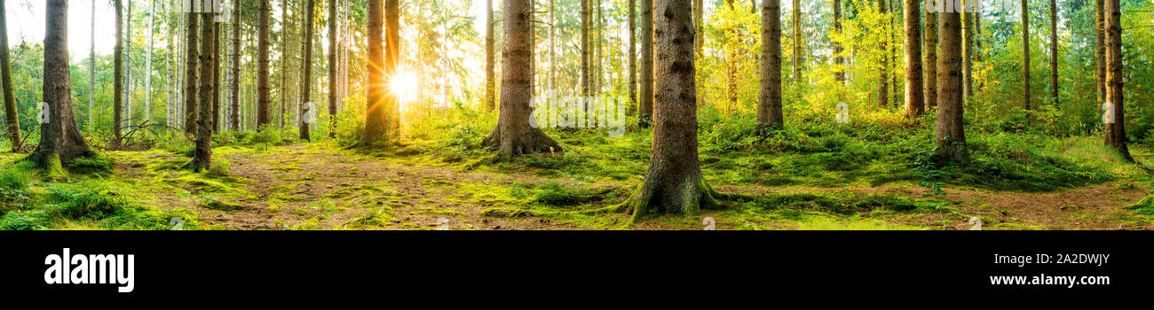 Panorama of a beautiful forest at sunrise Stock Photo