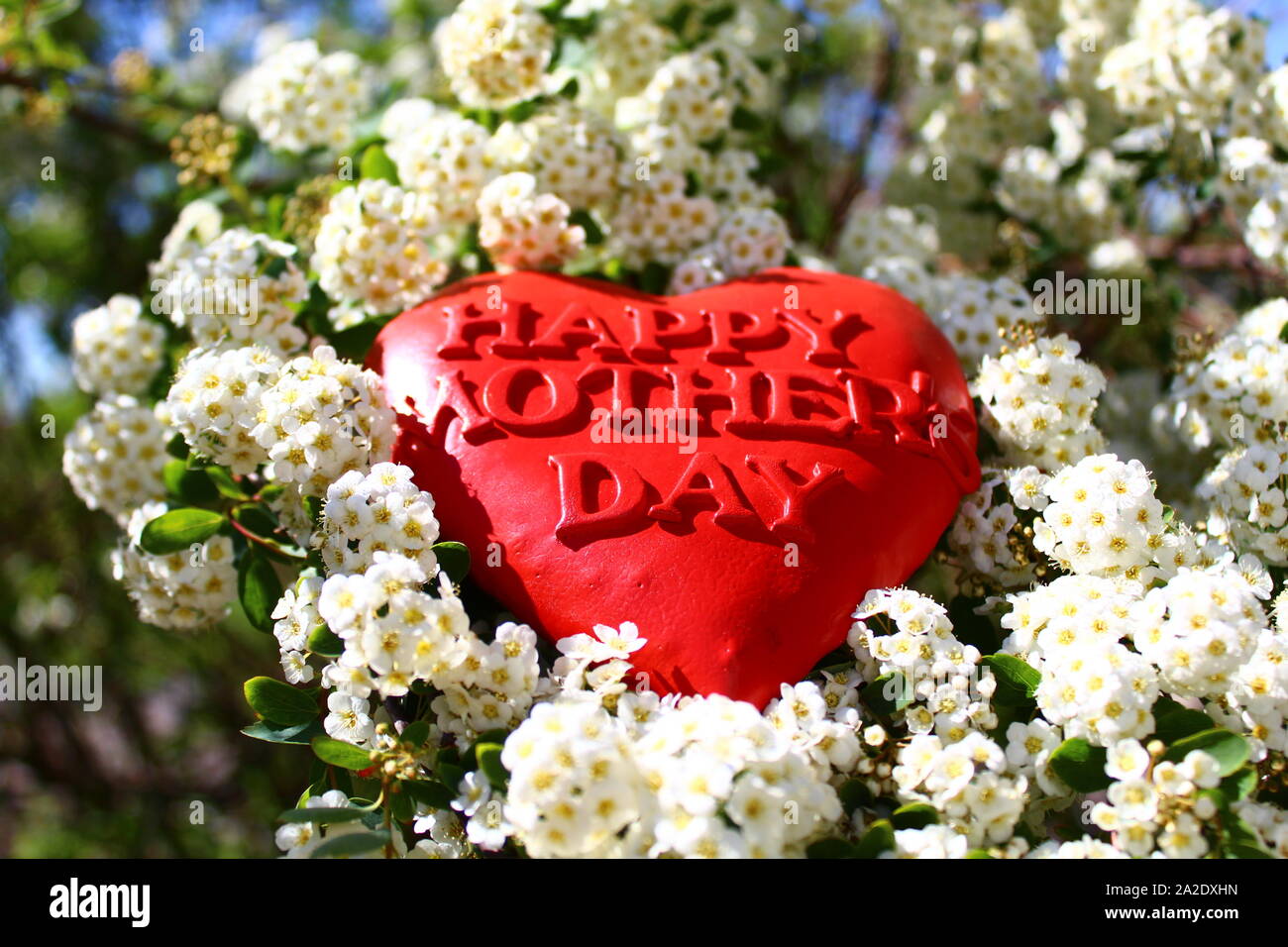Red Snowberry Stock Photos Red Snowberry Stock Images Alamy