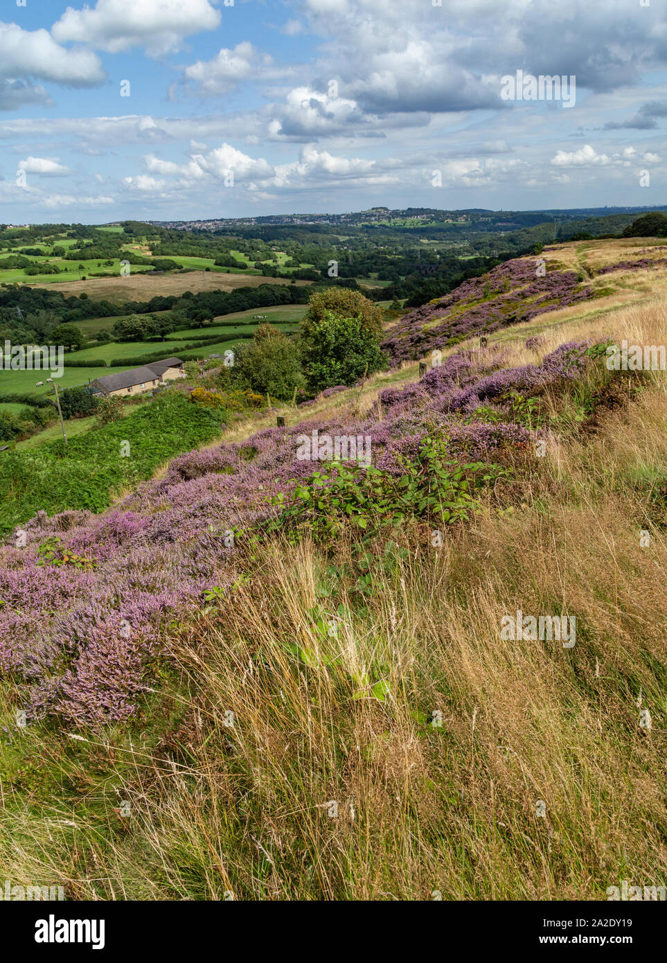 Purple heather on Baildon Moor, Yorkhsire, England. Stock Photo