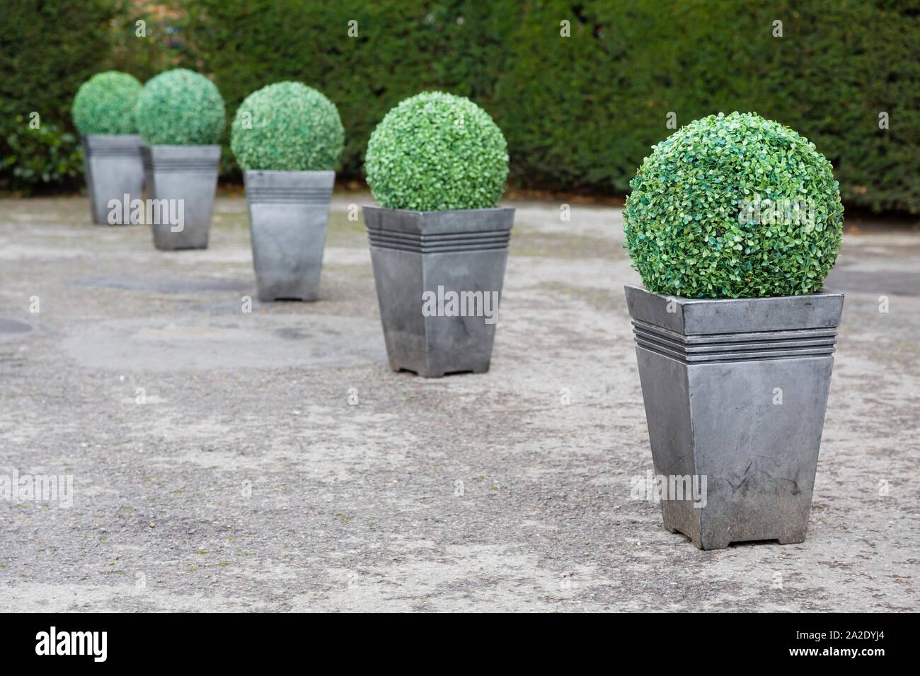 Buxus boxwood topiary in pots in a garden in UK Stock Photo