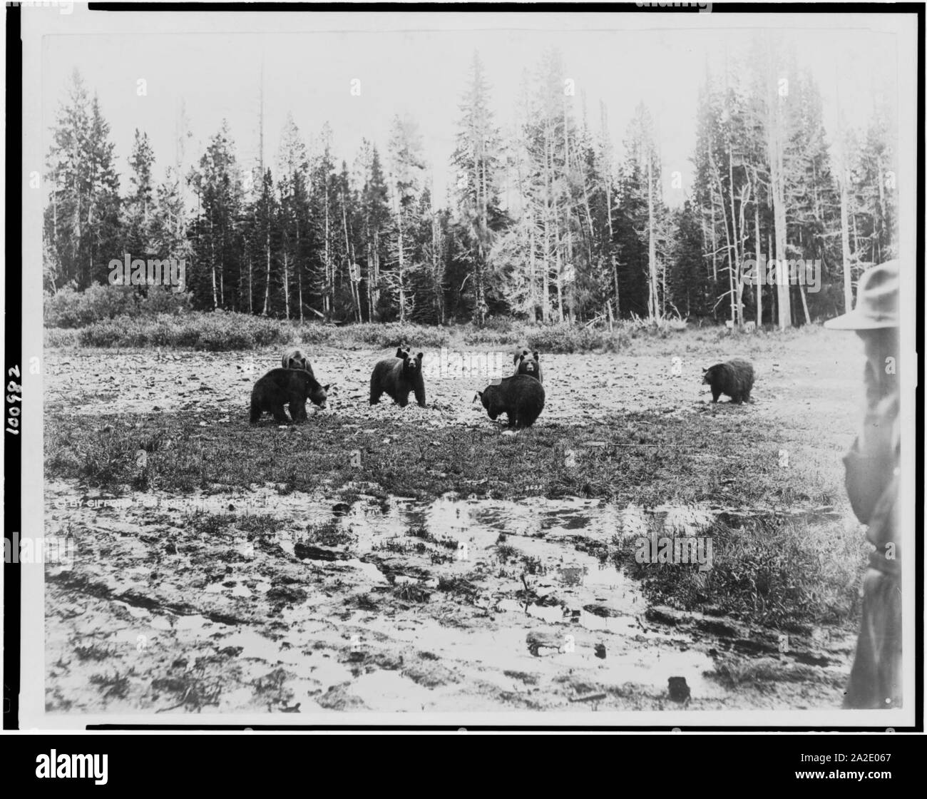Eight bears near the Lake Hotel, Yellowstone National Park, reached by the Northern Pacific Railway via Gardiner Gateway Stock Photo