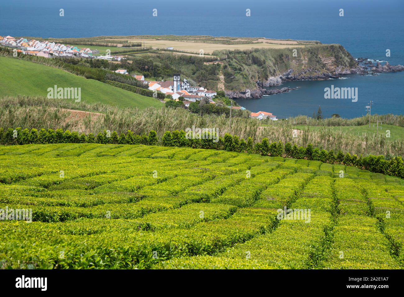 Tea plantation in Sao Miguel island, Azores. Organic and ethical tea production. Stock Photo