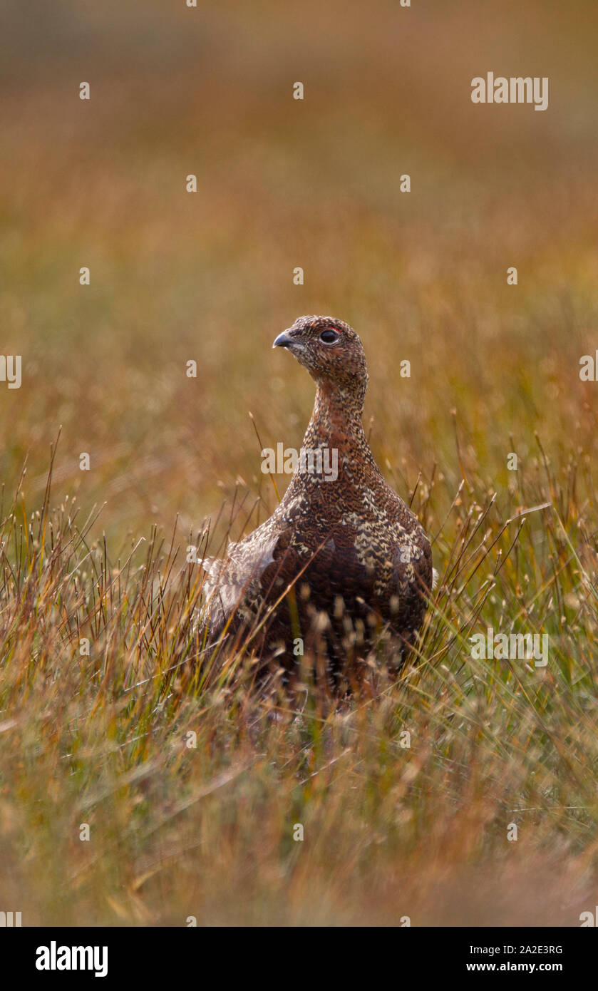 Red Grouse, Lagopus lagopus scoticus,  Portrait of single adult female on moorland.  The Highlands, Scotland, UK. Stock Photo