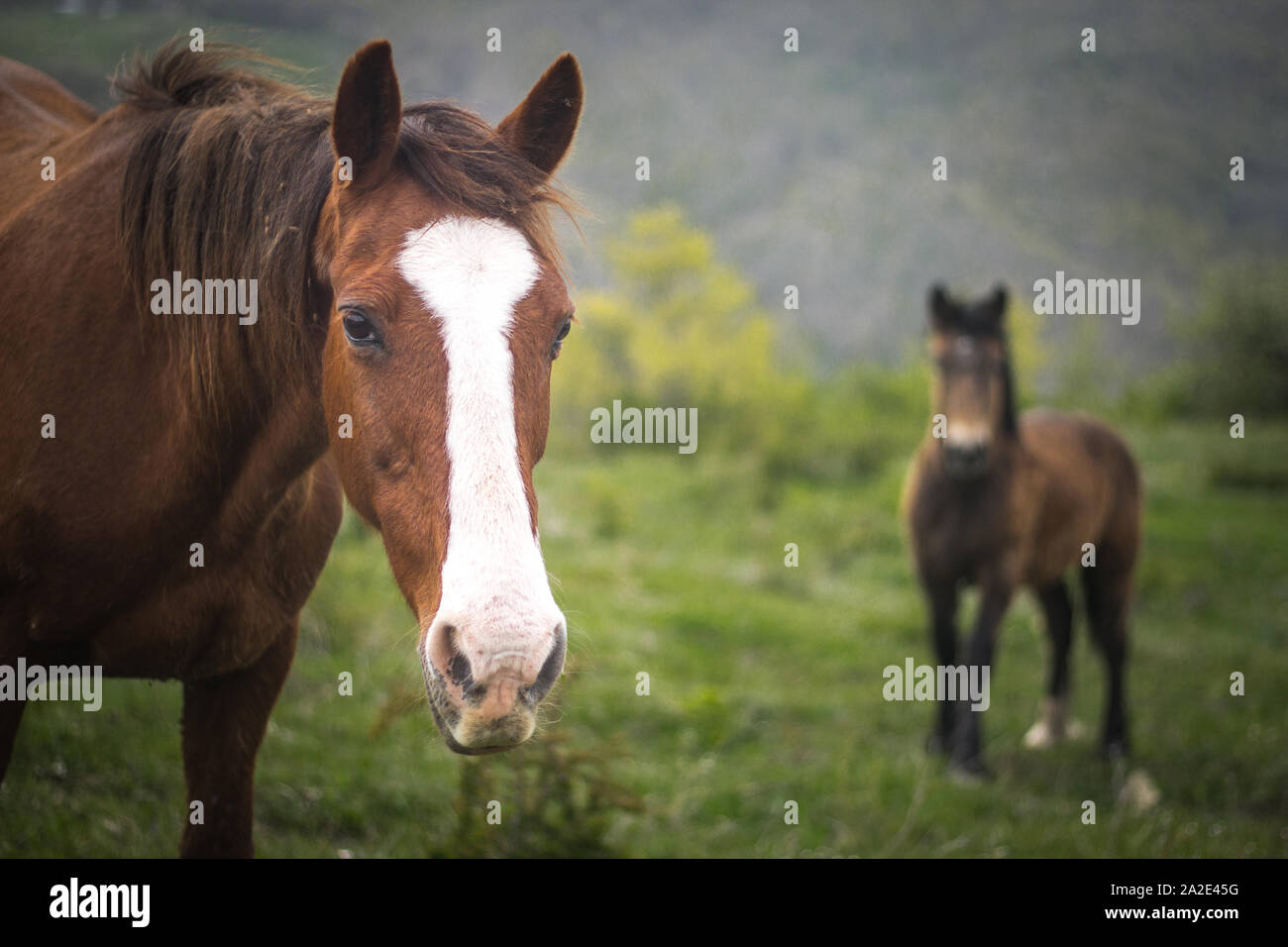 Horses and Hors in Country, wildlife and domestic animal Stock Photo