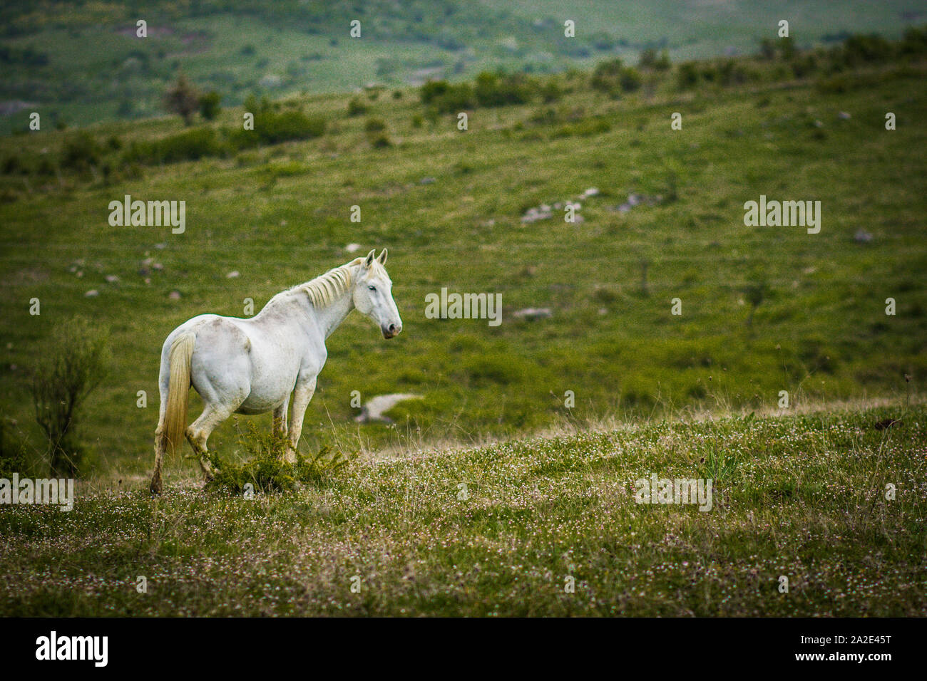 Horses and Hors in Country, wildlife and domestic animal Stock Photo