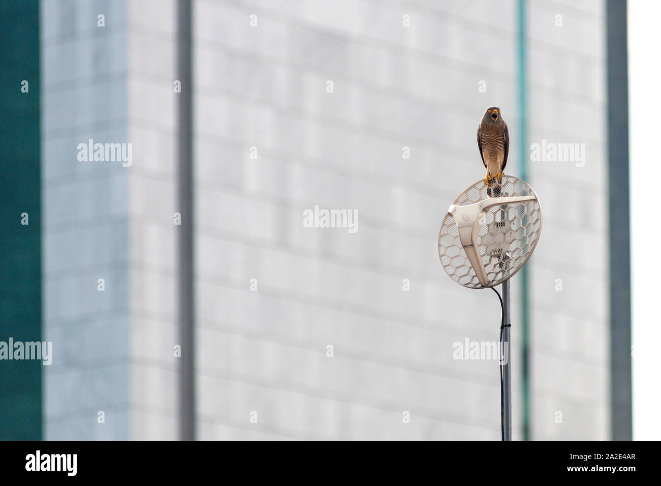 A roadside hawk (Rupornis magnirostris) perched on a satellite dish in the city of Cali, Colombia. Stock Photo