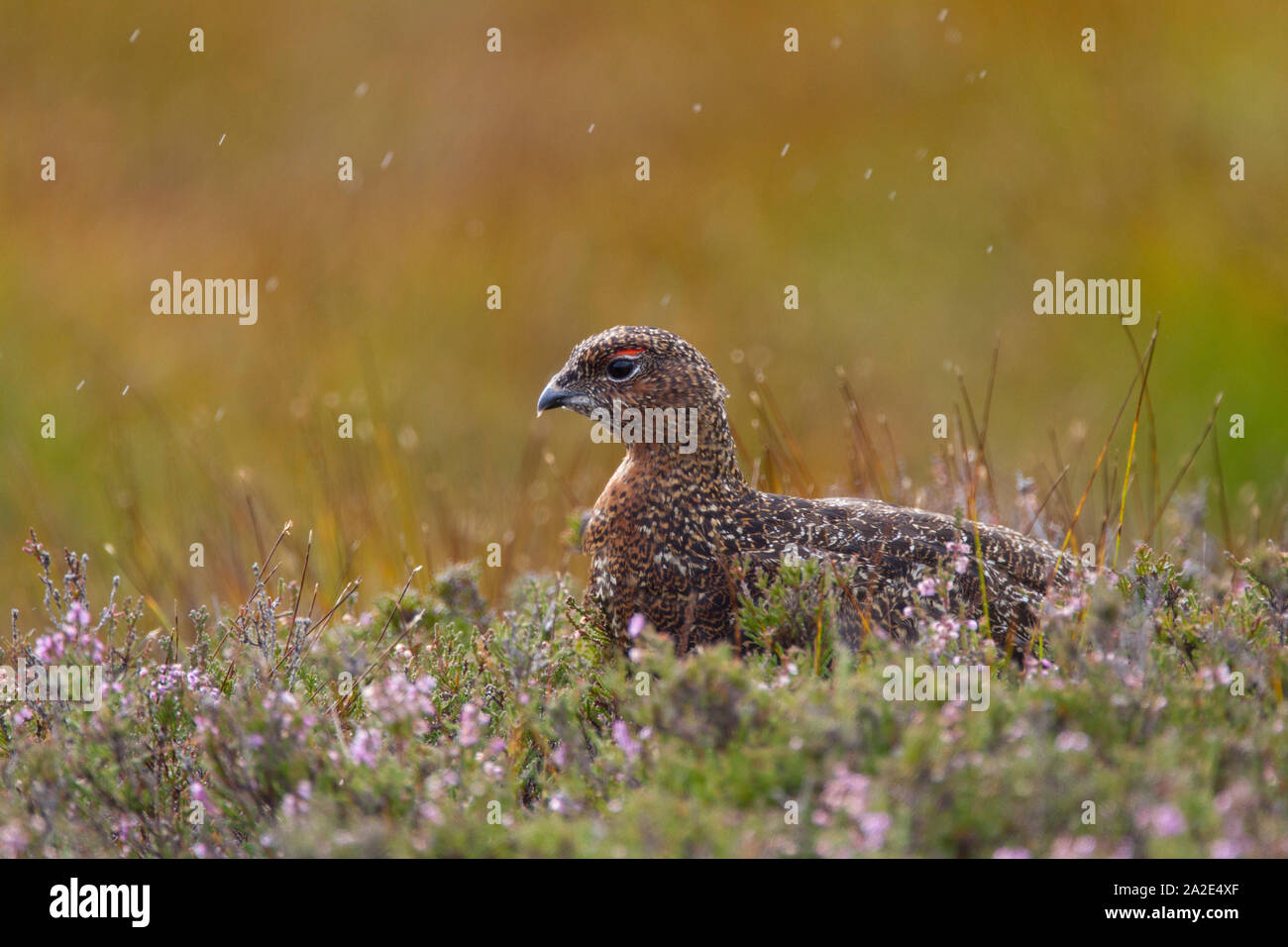 Red Grouse,  Lagopus lagopus scoticus,  Portrait of single adult resting amongst heather in rain.  The Highlands, Scotland, UK. Stock Photo