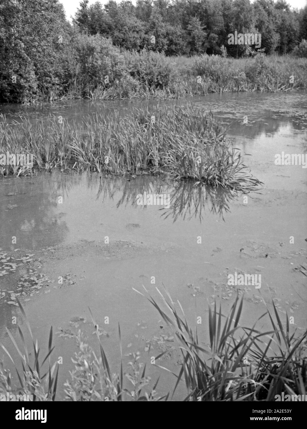 Sumpf im Großen Moosbruch, Ostpreußen, 1930er Jahre. Swampland at landscape Grosses Moosbruch, 1930s. Stock Photo