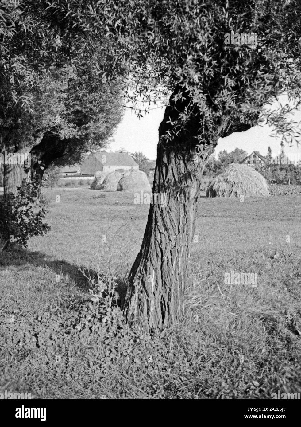 Wiesenlandschaft im Gebiet des Flusses Frisching, Ostpreußen, 1930er Jahre. Meadow landscape in the river Frisching area, East Prussia, 1930s. Stock Photo