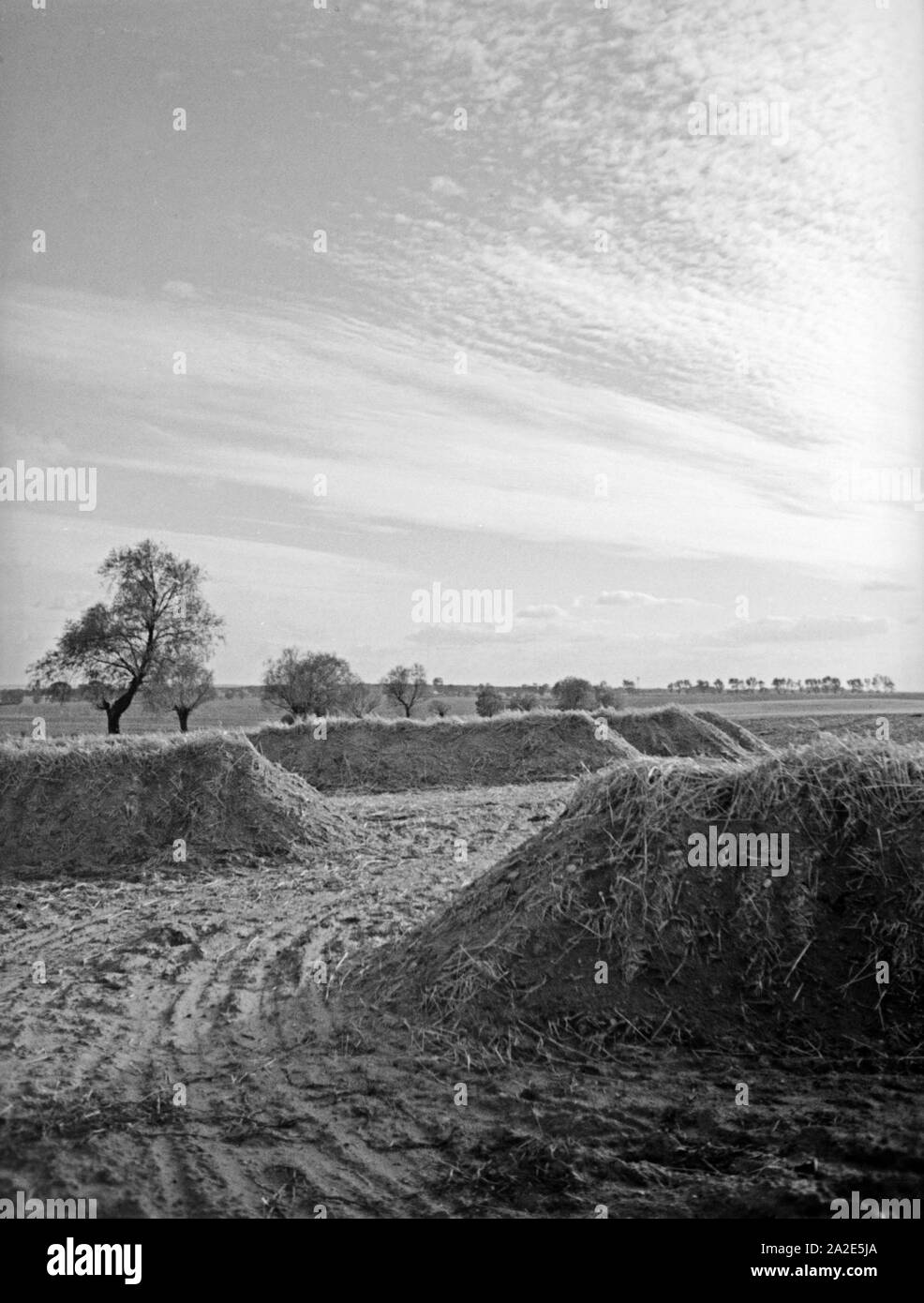 Geerntete Kartoffeln in Ostprußen, 1930er Jahre. Potato harvest in East Prussia, 1930s. Stock Photo