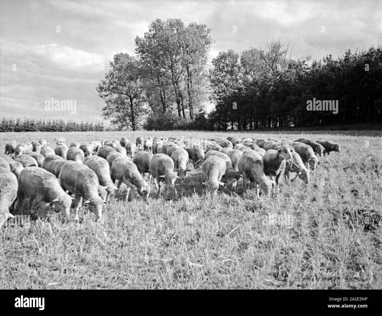 Eine hungrige Schafherde wird über ein Stoppelfeld geschickt, Ostpreußen, 1930er Jahre. A flock of hungry sheep is sent t a stubble field, East Prussia, 1930s. Stock Photo