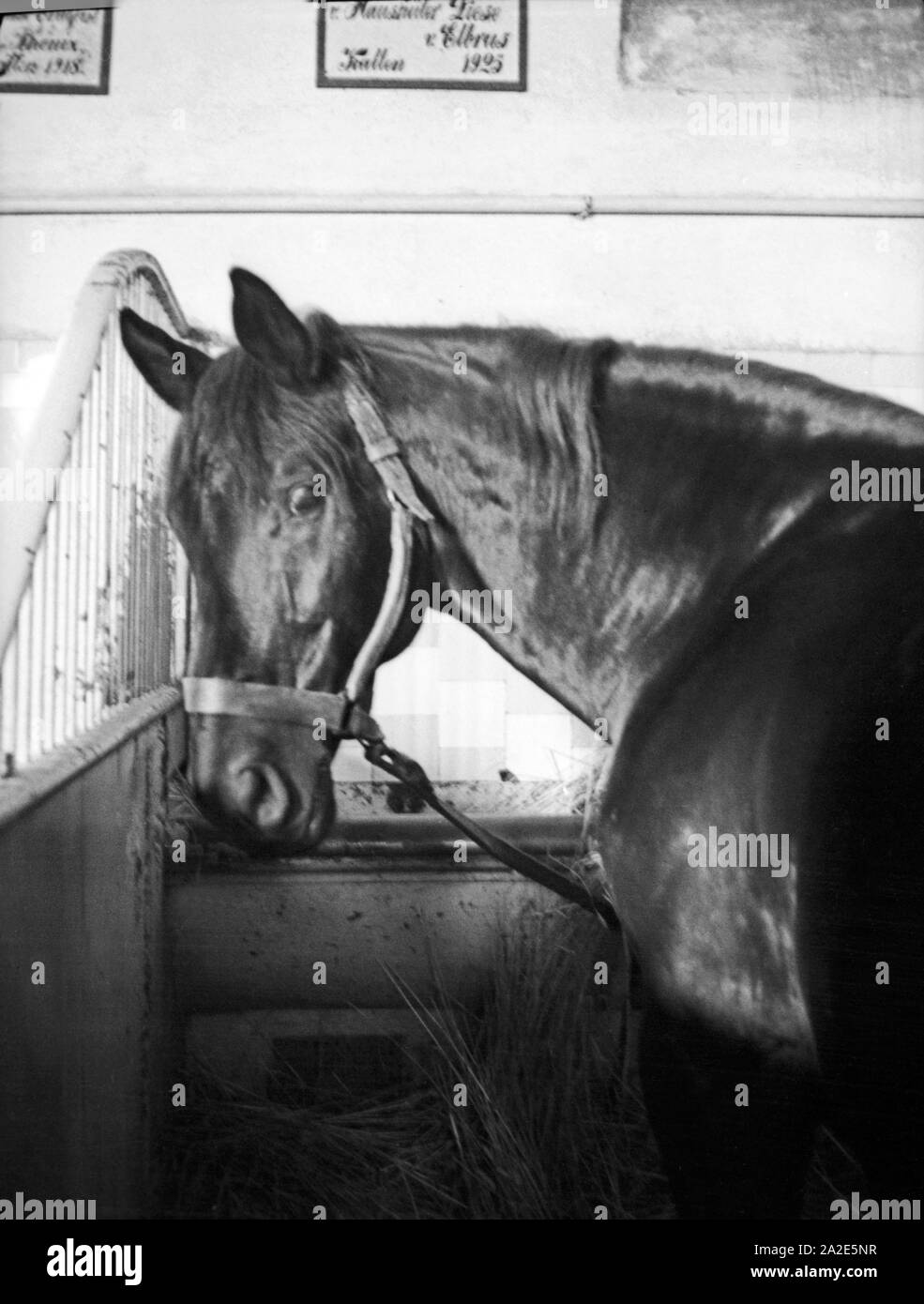 Ein Zuchthengst in seiner Box im Gestüt Braunsberg, Ostpreußen, 1930er Jahr. A horse in its box at the stud in Braunsberg, East Prussia, 1930s. Stock Photo