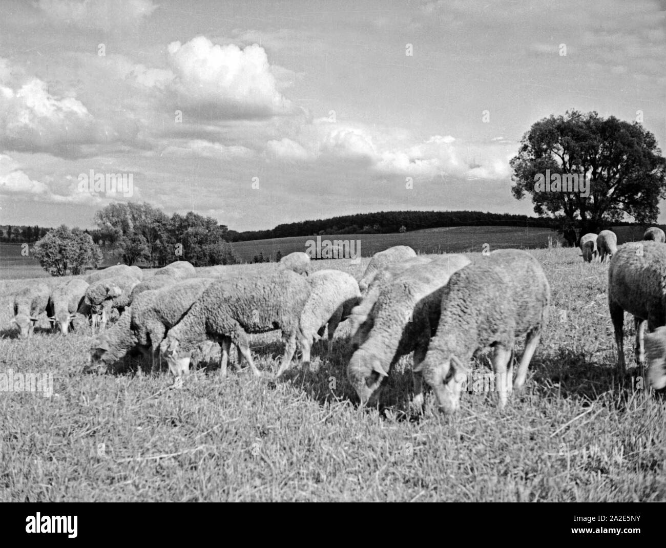 Eine hungrige Schafherde wird über ein Stoppelfeld geschickt, Ostpreußen, 1930er Jahre. A flock of hungry sheep is sent t a stubble field, East Prussia, 1930s. Stock Photo
