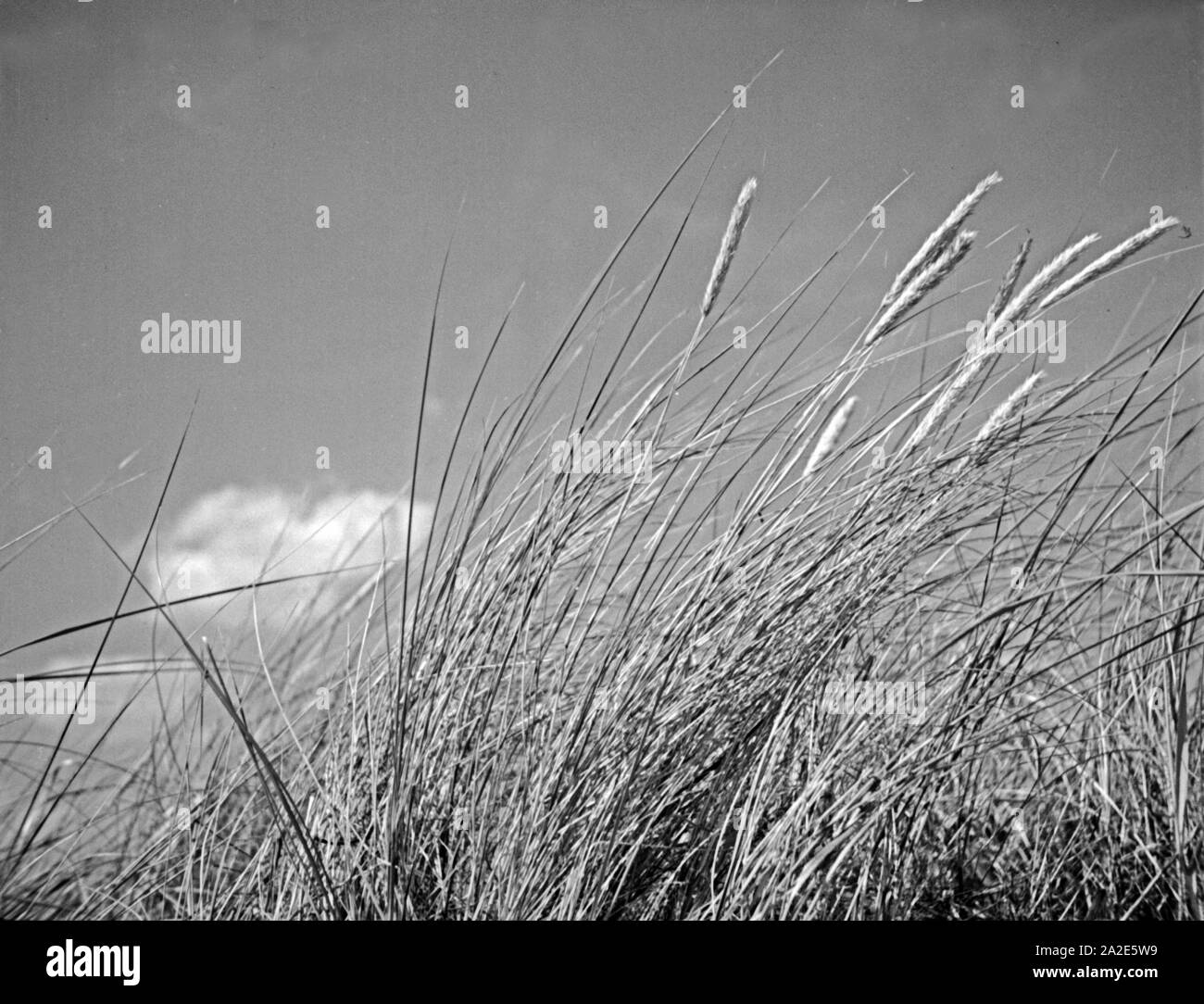 Strandhafer wiegt sich im Wind in Ostpreußen, 1930er Jahre. Beach grass swaying in the wind at East Prussia, 1930s. Stock Photo