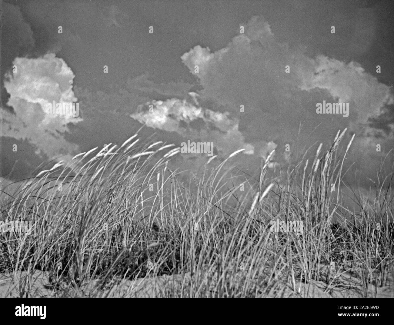 Strandhafer wiegt sich im Wind in Ostpreußen, 1930er Jahre. Beach grass swaying in the wind at East Prussia, 1930s. Stock Photo