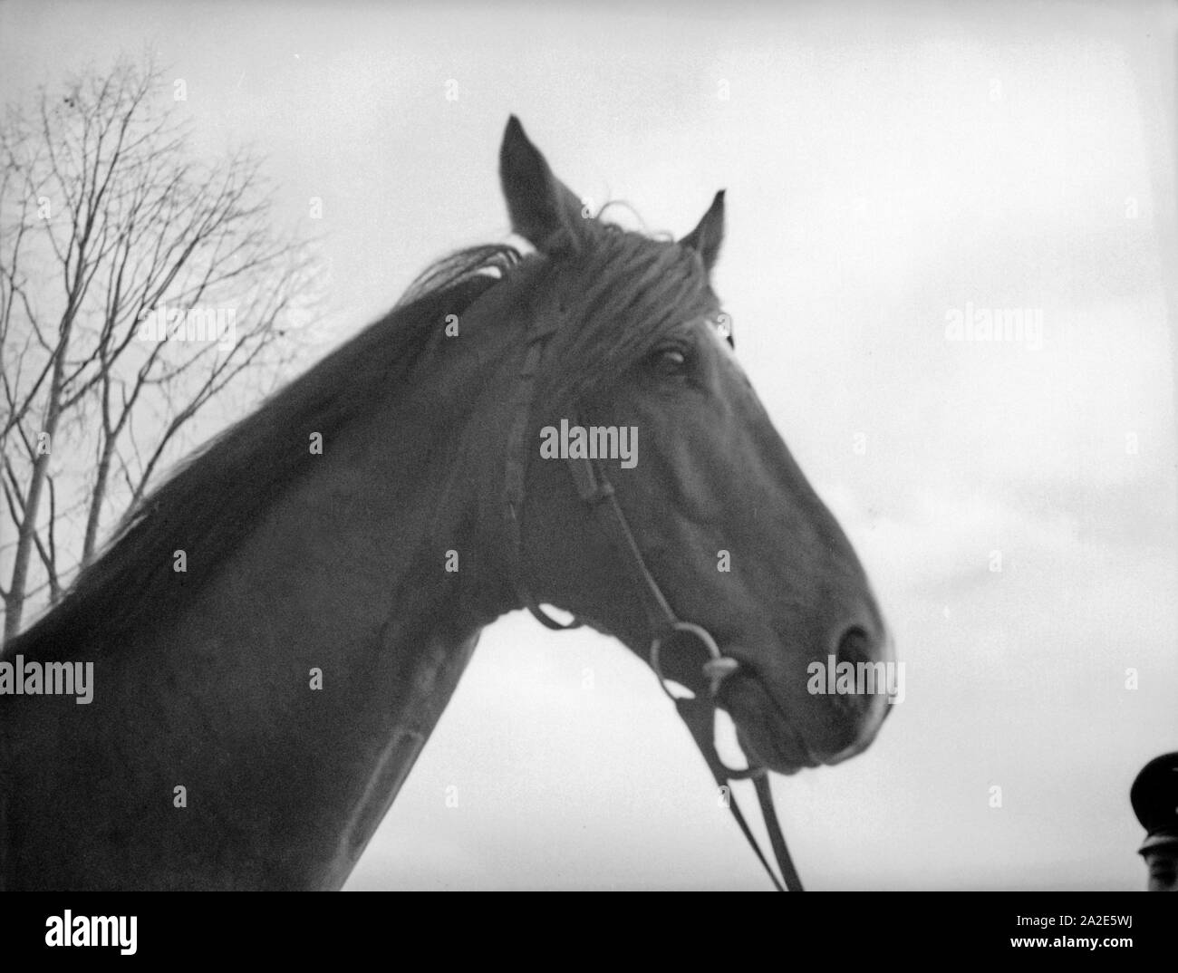 Porträt eines Pferdes aus dem Gestüt in Braunsberg, Ostpreußen, 1930er Jahre. Portrait of a horse of the stud in Braunsberg, East Prussia, 1930s. Stock Photo