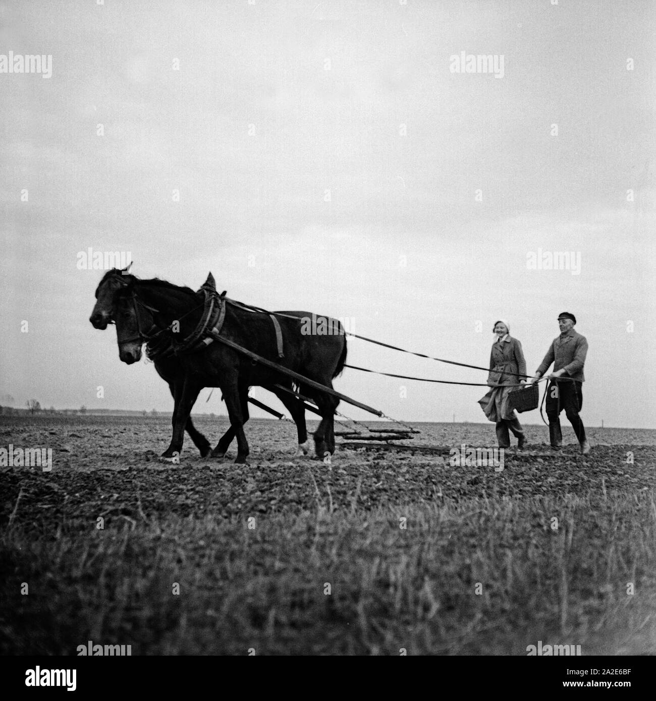 Feldarbeit beim weiblichen Arbeitsdienst in Molkenberg bei Fürstenwalde, Deutschland 1930er Jahre. Agrictulture at the female workforce group of Molkenberg, Germany 1930s. Stock Photo