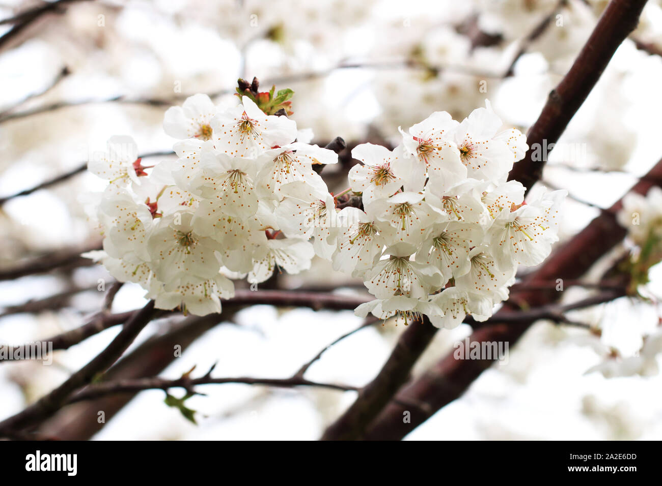Wild Cherry - Prunus avium in full bloom in spring in Victoria Australia Stock Photo