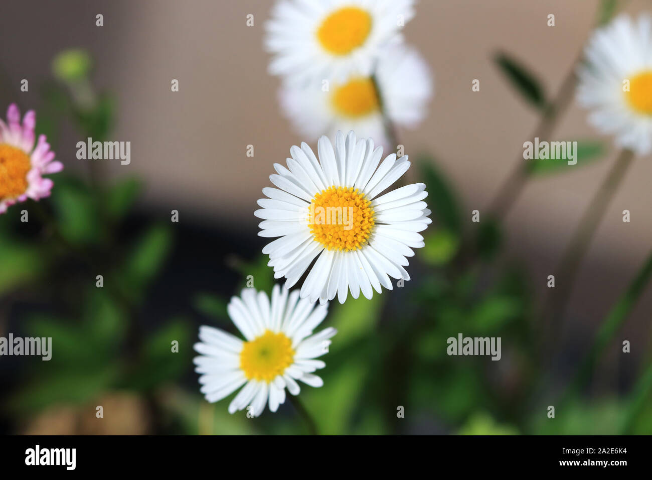 Field white chamomile flowers hi-res stock photography and images - Alamy