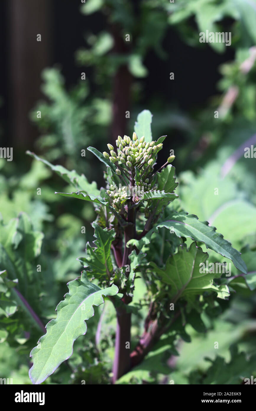 Close up of Flowering Red Russian Kale buds Stock Photo