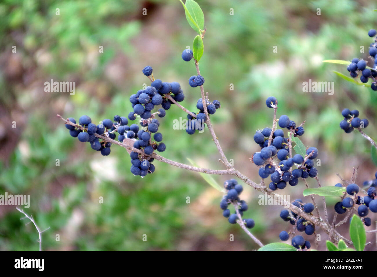 Buckthorn berries close-up Stock Photo