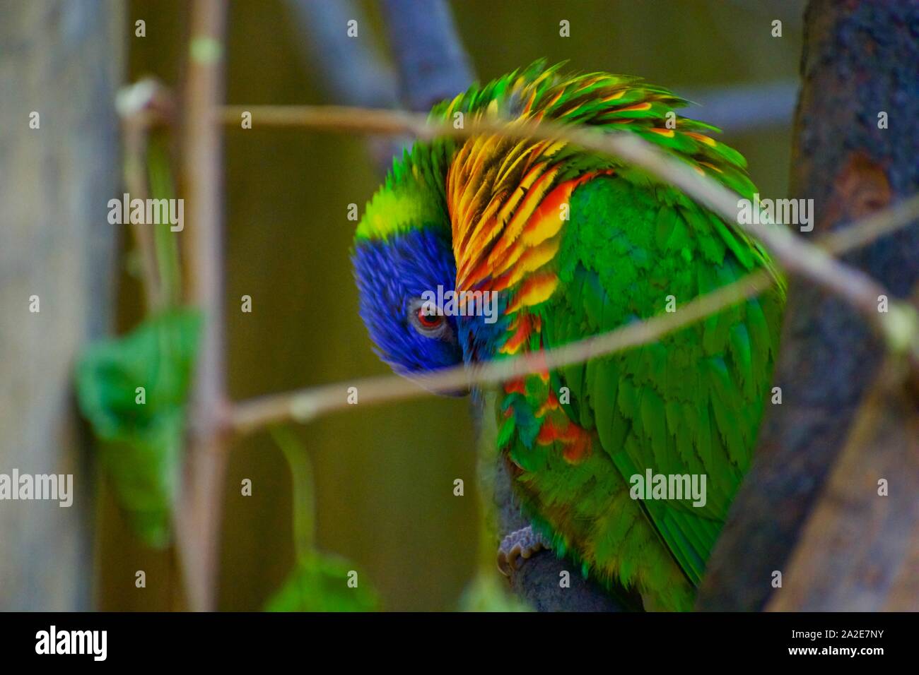 Blue mountain lorikeet preening itself through branches Stock Photo Alamy