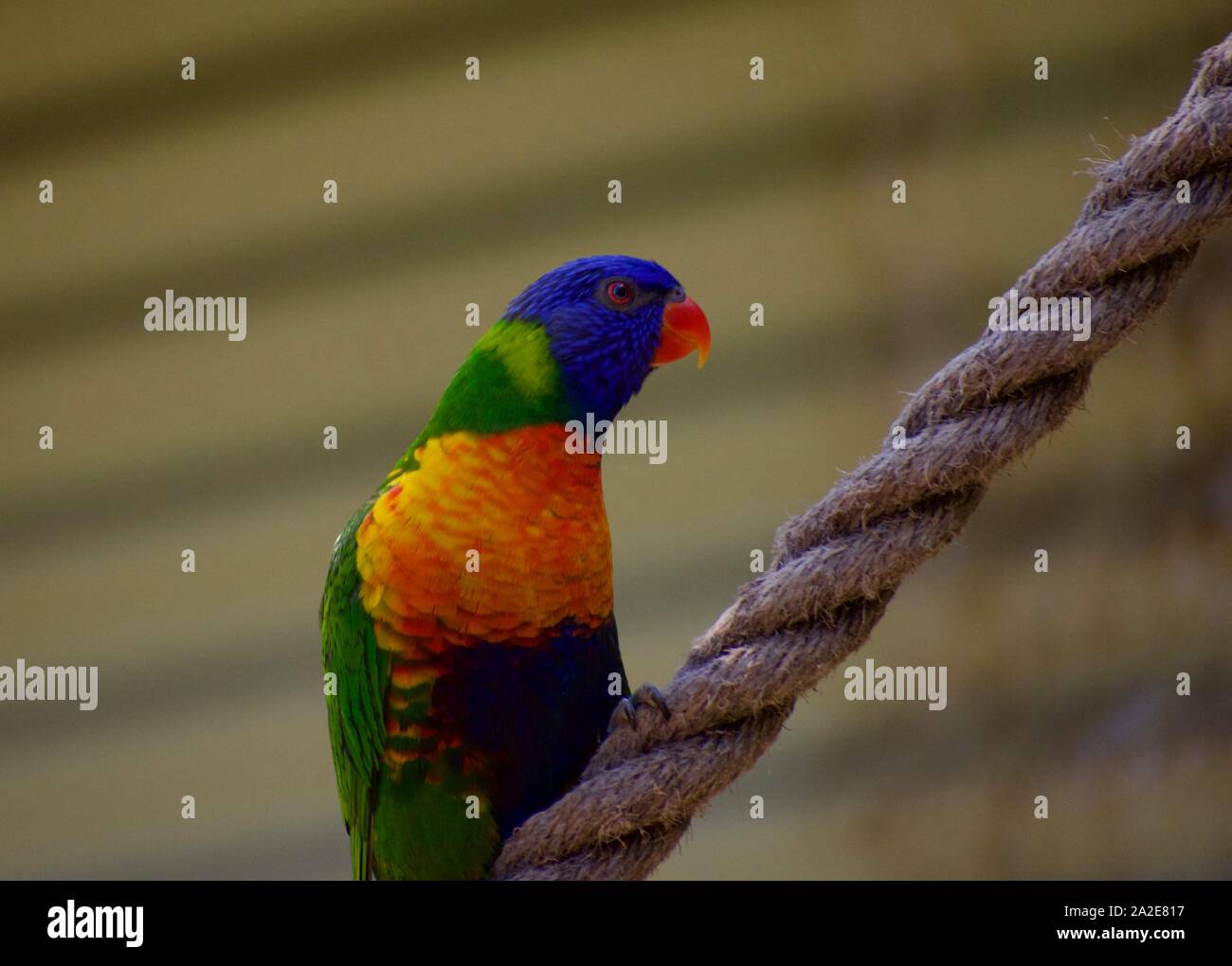 Blue mountain parrot hi-res stock photography and images - Alamy