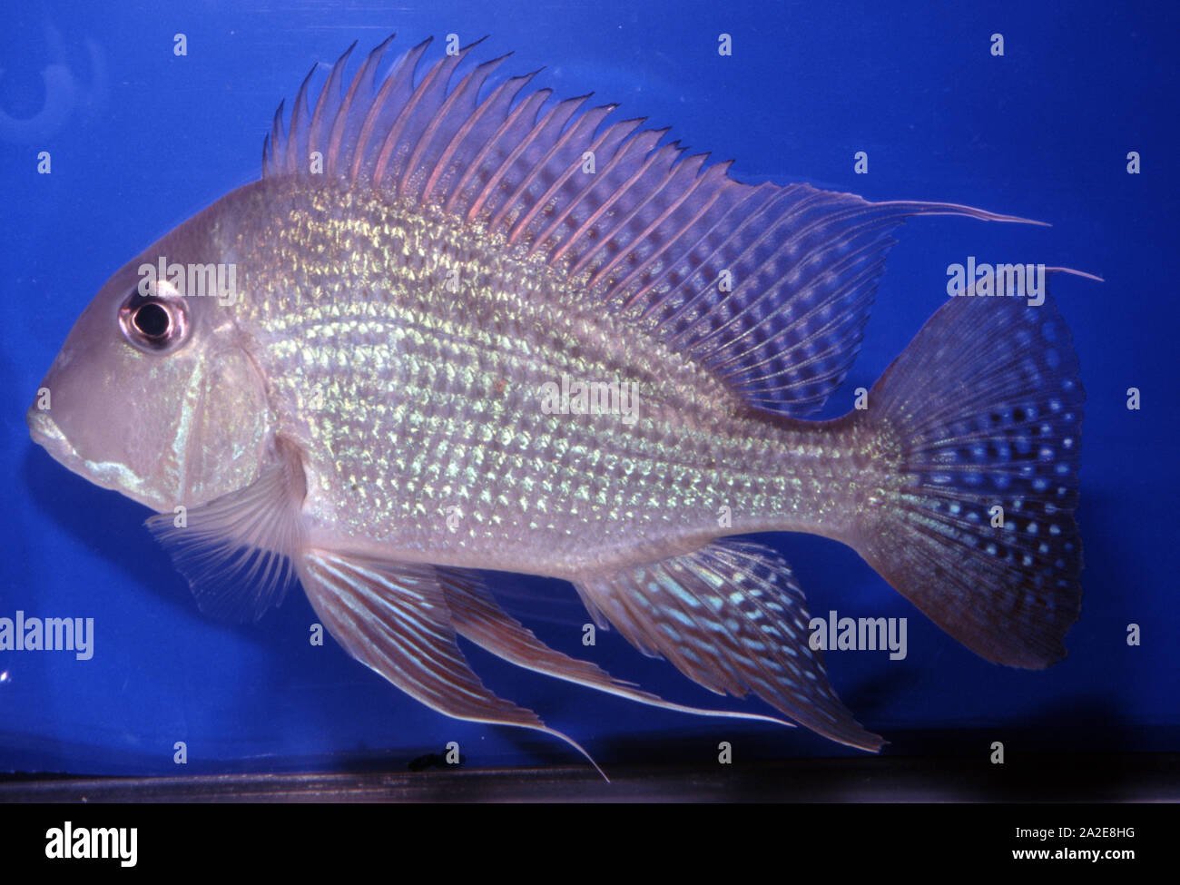 Eartheater cichlid, Geophagus altifrons Stock Photo Alamy