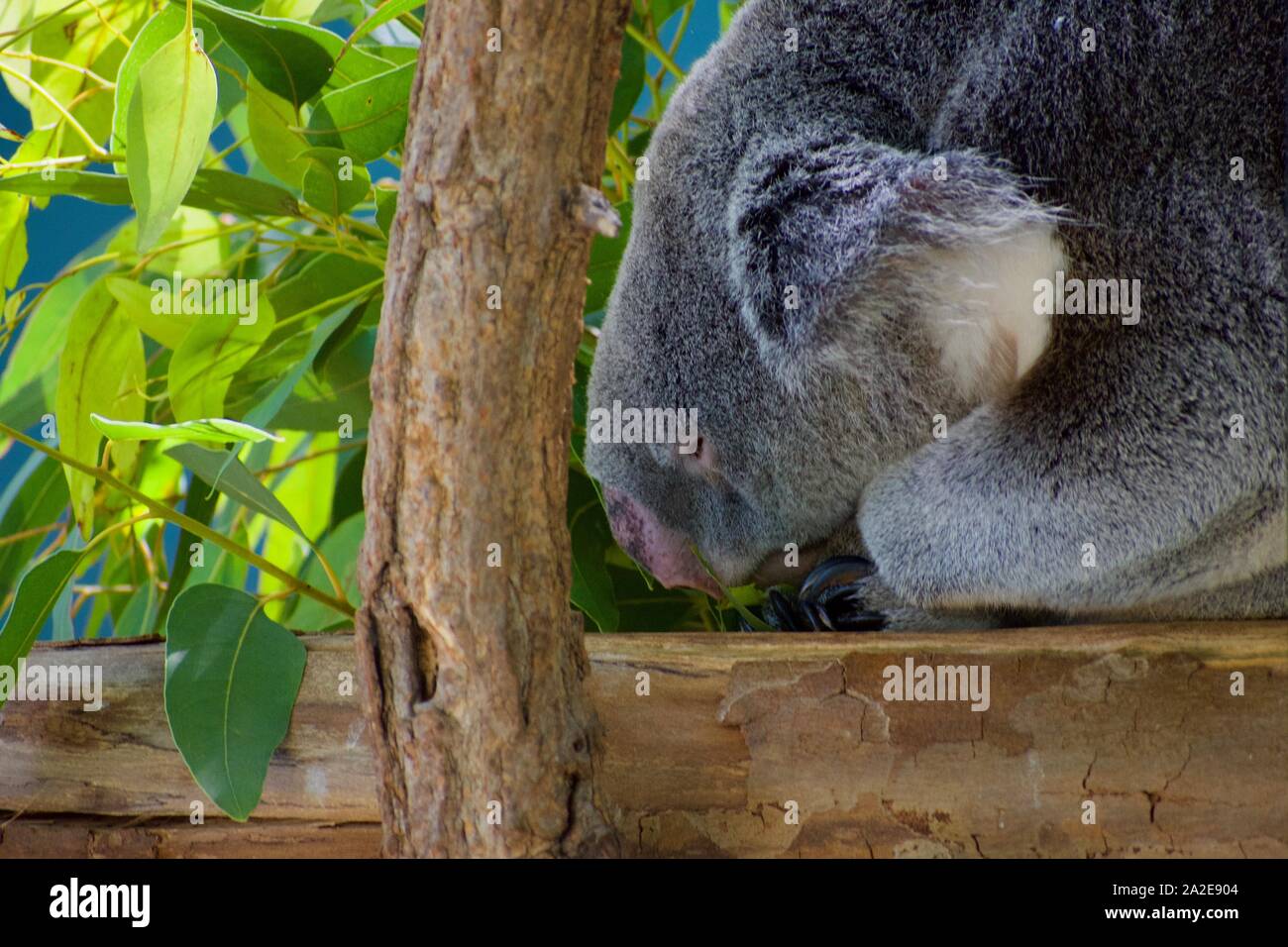 Queensland koala resting on perch Stock Photo