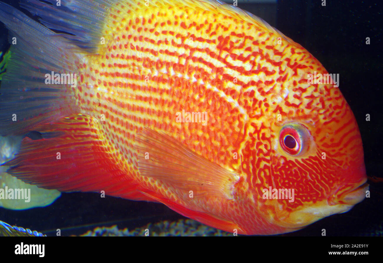 Gold red spotted banded cichlid, Heros severus var. Stock Photo