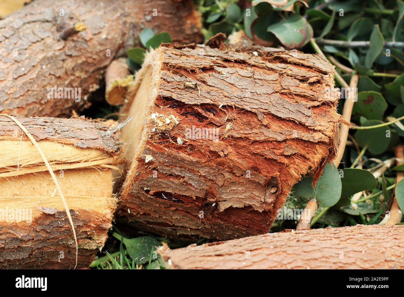 Freshly cut Eucalyptus gunni or known as Cider Gum Eucalyptus tree Stock Photo