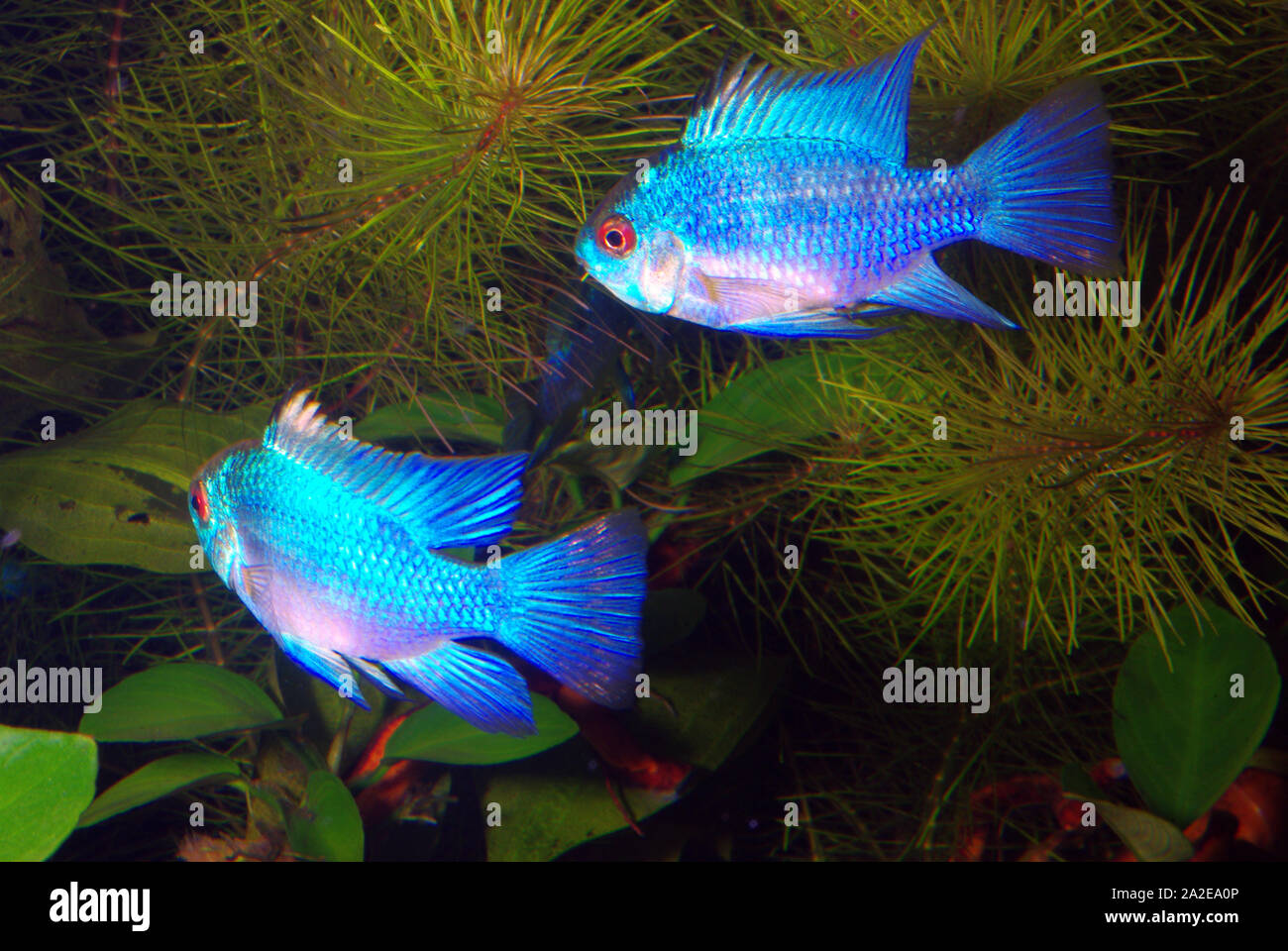 Pair of Electric blue ram, Microgeophagus ramirezi Stock Photo Alamy