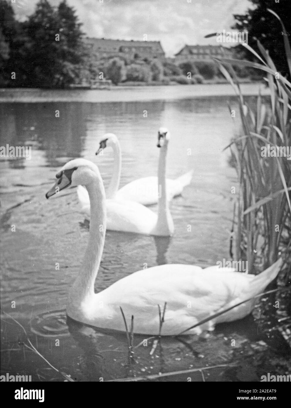 Schwäne auf dem Hammerteich im Stadtteil Rathshof, Königsberg, Ostpreußen 1930er Jahr. Swans on Hammerteich pond of Rathshof district at Koenigsberg, East Prussia, 1930s. Stock Photo