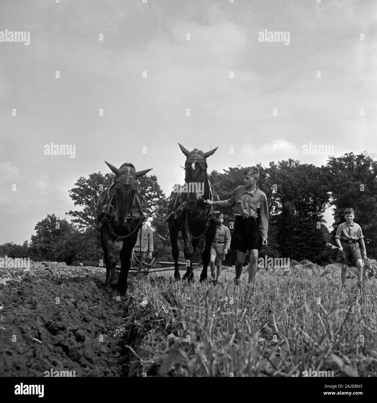 Hitlerjugend als Landhelfer bei einem Bauern in Bevensen in der Lüneburger Heide, Deutschland 1930er Jahre. Hitler youth as support for a farmer at Bevensen, Germany 1930s. Stock Photo