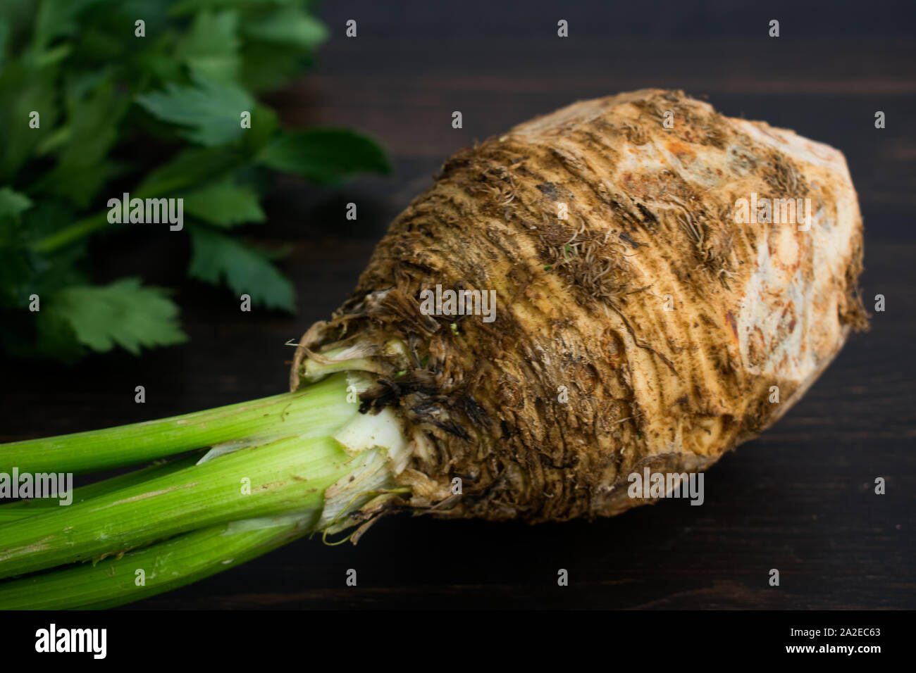 Celery Root with Stems and Leaves: Raw celeriac bulb with stems and leaves on a dark wood background Stock Photo
