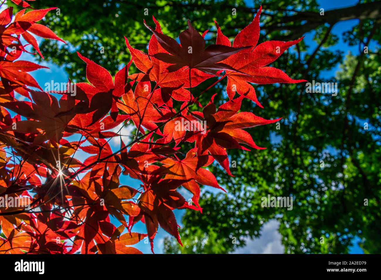 Japanese Garden Chicago High Resolution Stock Photography And Images Alamy