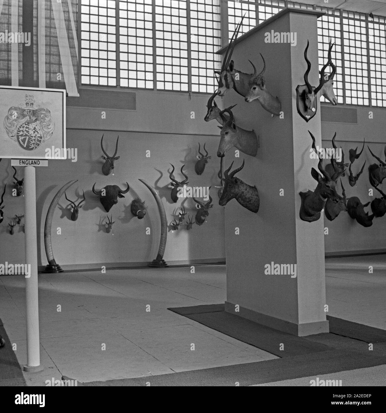 Britischer Pavillon auf der Internationalen Jagdaustellung Berlin 1937, Deutschland 1930er Jahre. British pavillon at the international hunting exhibition, Berlin 1937, Germany 1930s. Stock Photo