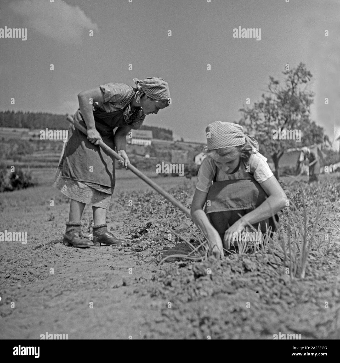 BdM Mädel als Landhelfer bei Bauern in der Gegend von Polle an der Weser, Deutschland 1930er Jahre. BdM girls as support for local farmers near Polle, Germany 1930s. Stock Photo