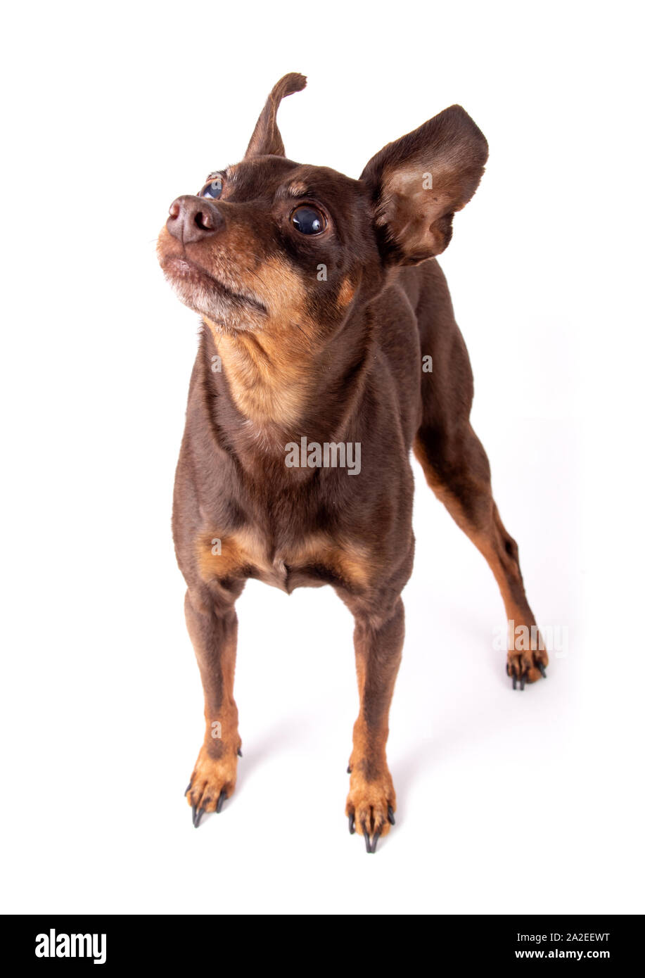 miniature brown pinsher dog looking up isolated on white background Stock Photo